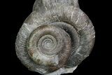 Stunning, Dactylioceras Ammonite Cluster - England #92584-3